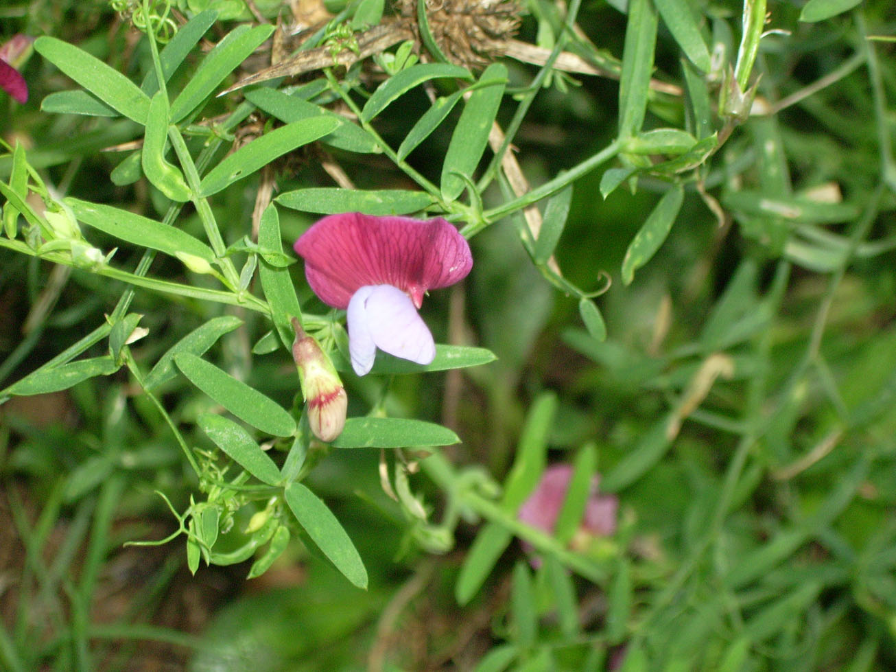 Lathyrus clymenum